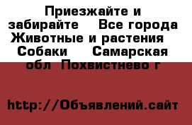 Приезжайте и забирайте. - Все города Животные и растения » Собаки   . Самарская обл.,Похвистнево г.